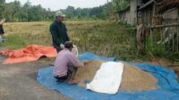 Caption Poto : Petani Lebak sedang memanen Padi