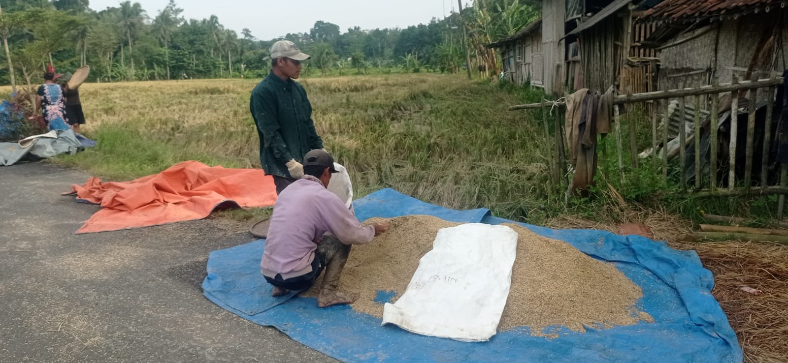 Caption Poto : Petani Lebak sedang memanen Padi