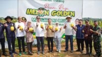 Caption Poto : Bupati Lebak bersama masyarakat saat panen golden melon